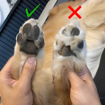 Vergleich von zwei Hundepfoten, eine korrekt gepflegt, die andere ungepflegt, Nahaufnahme