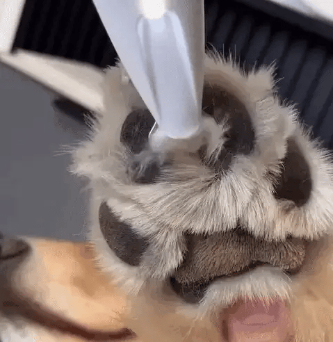 Hundefote wird mit elektrischem Trimmer für Haustierpflege sanft geschnitten